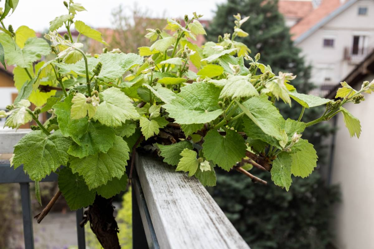 Homeowner Says a Neighbor's Family Came to “Spruce Up” a Property, Then Cut Down the Grape Vine Covering Her Fence for Years