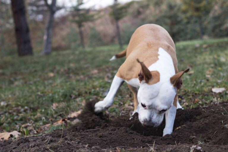 Homeowner Says a Neighbor’s Free-Roaming Dog Kept Digging Holes in Her Front Lawn, Then an Animal Control Visit Revealed a Denial That Could Change Everything