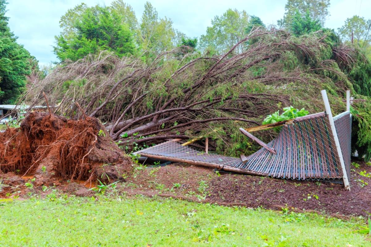 Homeowner Says a Neighbor’s Giant Tree Crushed 18 Feet of His Garden Fence, Then Five Months of Apologies Left Him Spending His Own Money to Keep His Dog Safe