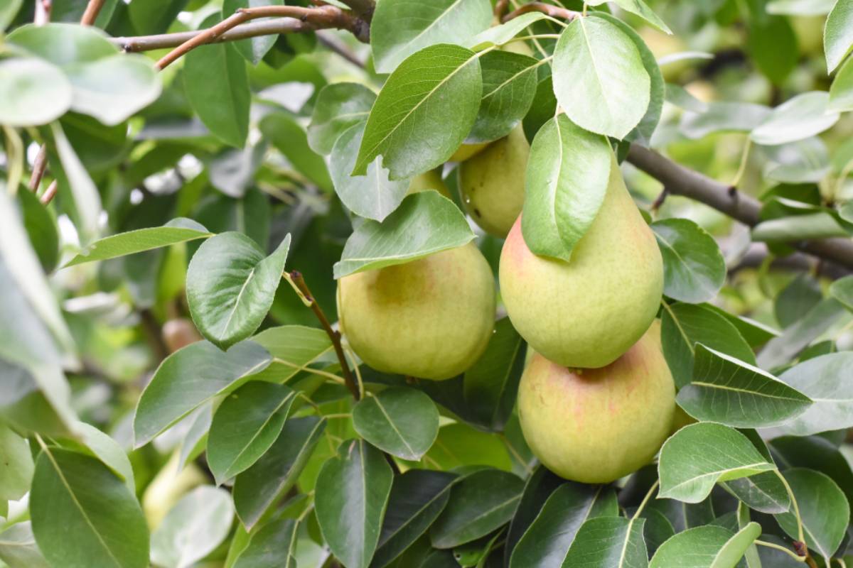Homeowner Says a Neighbor’s Pear Tree Was Stripped Bare While They Were on Vacation, Then a Suspiciously Brief Text Message Made Them Wonder Who Really Took the Harvest