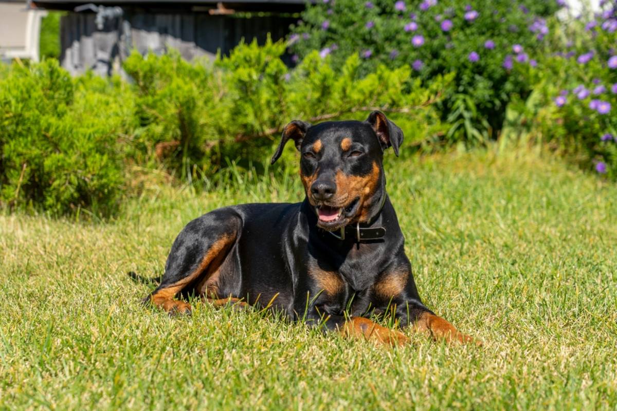 Homeowner Says a New Neighbor Started Policing Her Garden Dog, Then Threatened the One Thing She Never Expected