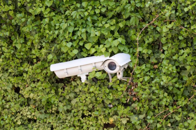 Homeowner Says a New Neighbor's Gardener Promised to Respect Her Native Garden, Then a Security Camera Revealed What Happened After Everyone Left