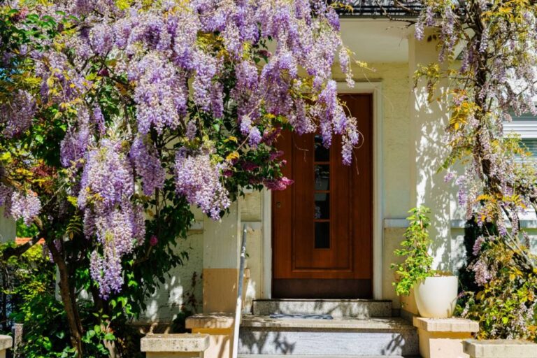 Homeowner Says a Painting Crew Was Told Not to Cut Her 20-Year-Old Wisteria, Then She Came Outside to Find Her Garden's Privacy Screen Reduced to a Three-Foot Stump