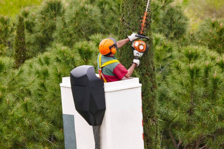 Homeowner Says a Power Company Entered Her Locked Property Without Permission, Then a Routine Utility Visit Turned Into a Tree-Law Dispute That Could Change Her Garden Forever