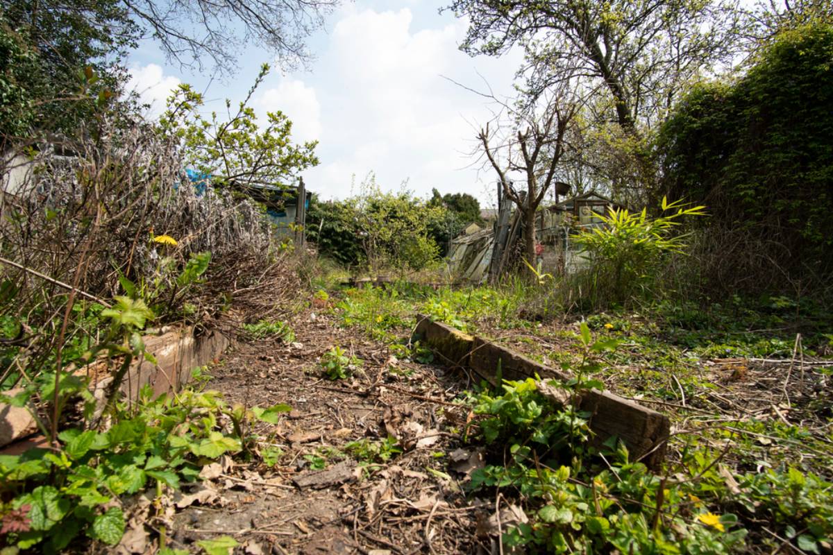 Homeowner Says a Township Sent Someone to “Clean Up” His Garden While He Was Away, Then He Came Home to Find Thirty Years of Violets Scalped to the Dirt