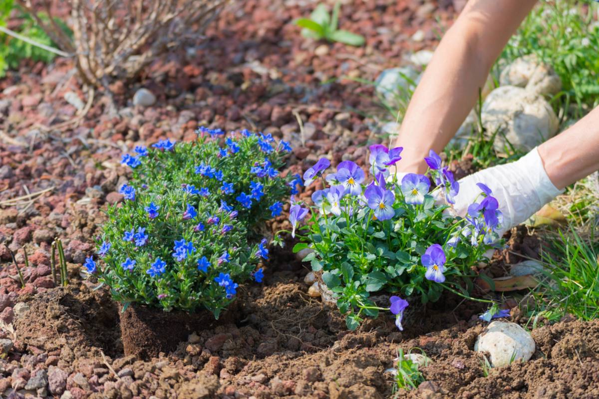 Homeowner Says the HOA Demanded Approval for Planting Flowers, Mowing Grass, and Pulling Weeds, Then Neighbors Suggested a Petty Gardening Plan That Could Bury the Board in Paperwork