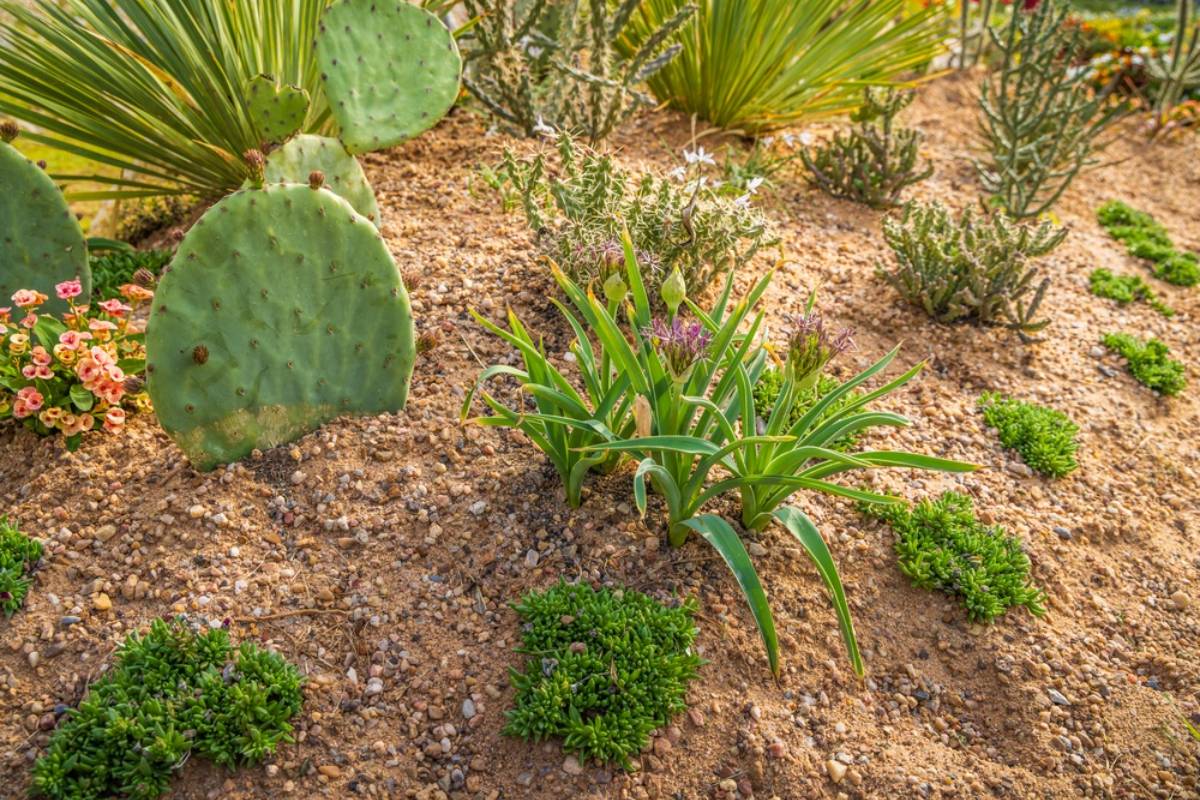 Homeowner Spent Weeks Planting Native Flowers, Ferns, and Shrubs to Replace a Traditional Lawn, Then a Week Without Water Left the New Garden Facing an Unexpected Test