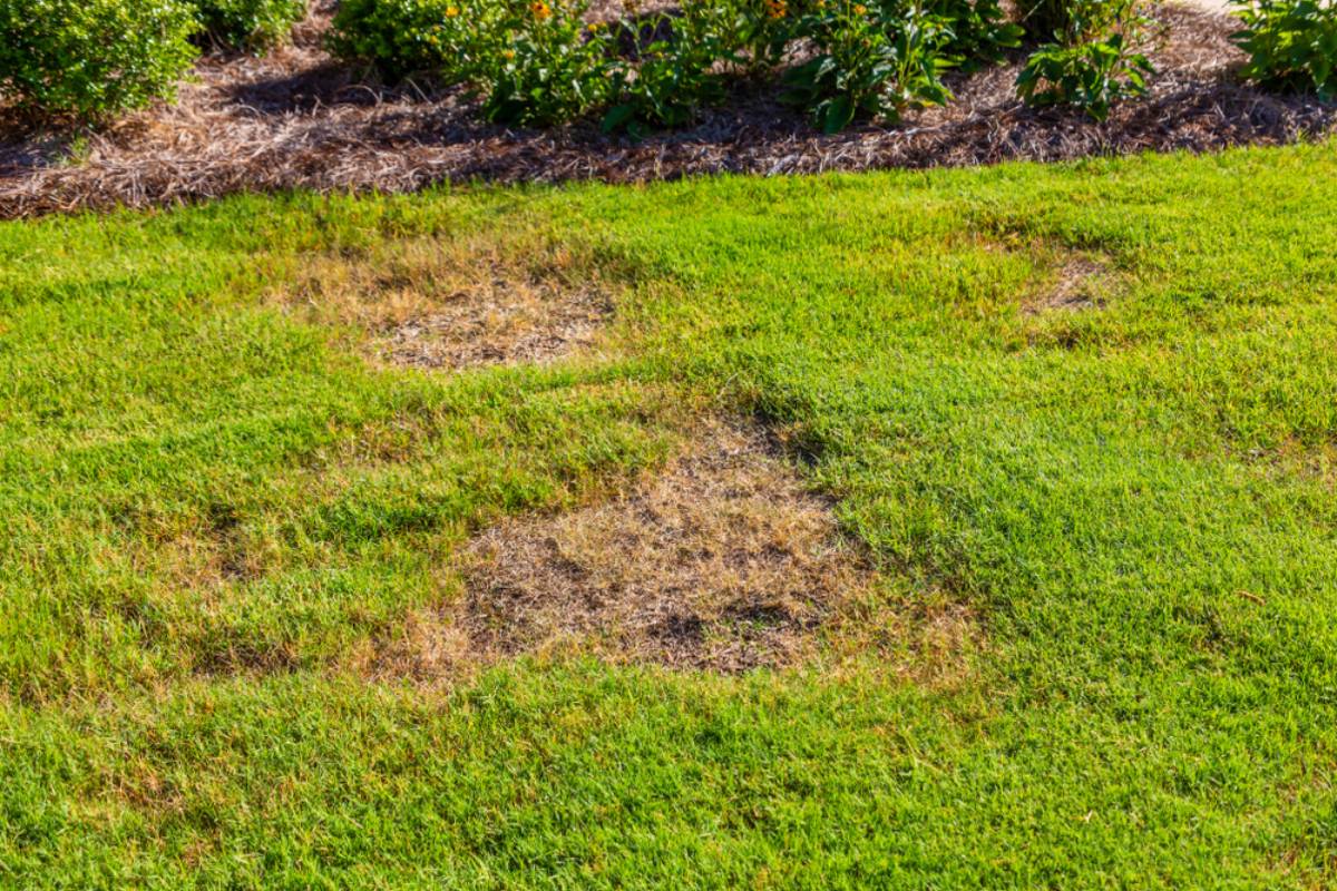 Homeowner Spots Huge Dead Patches Spreading Across His Once-Green Lawn and Suspects Hungry Grubs, But the Real Mystery Begins Beneath the Grass