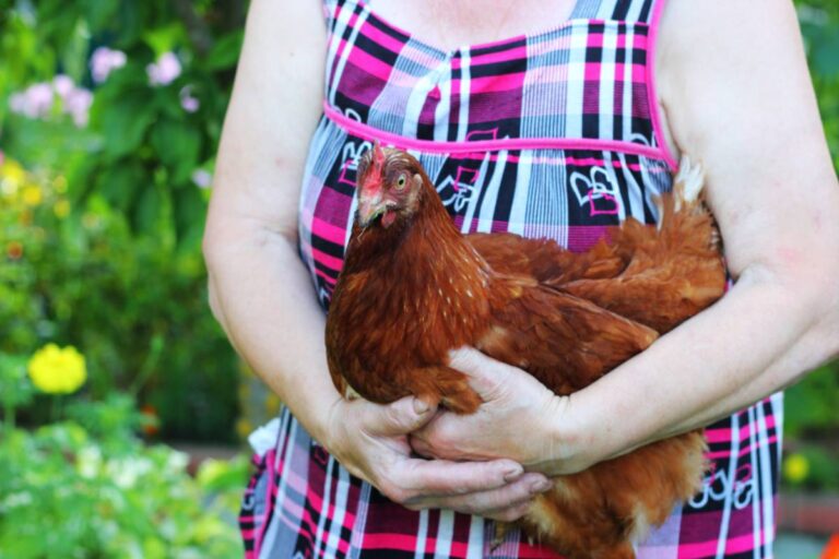 Homeowner Wants to Raise Chickens to Fight a Tick Invasion Around His Fruit Trees, Then Discovers Why Letting Them Roam Freely Could Turn His Garden Into a Disaster