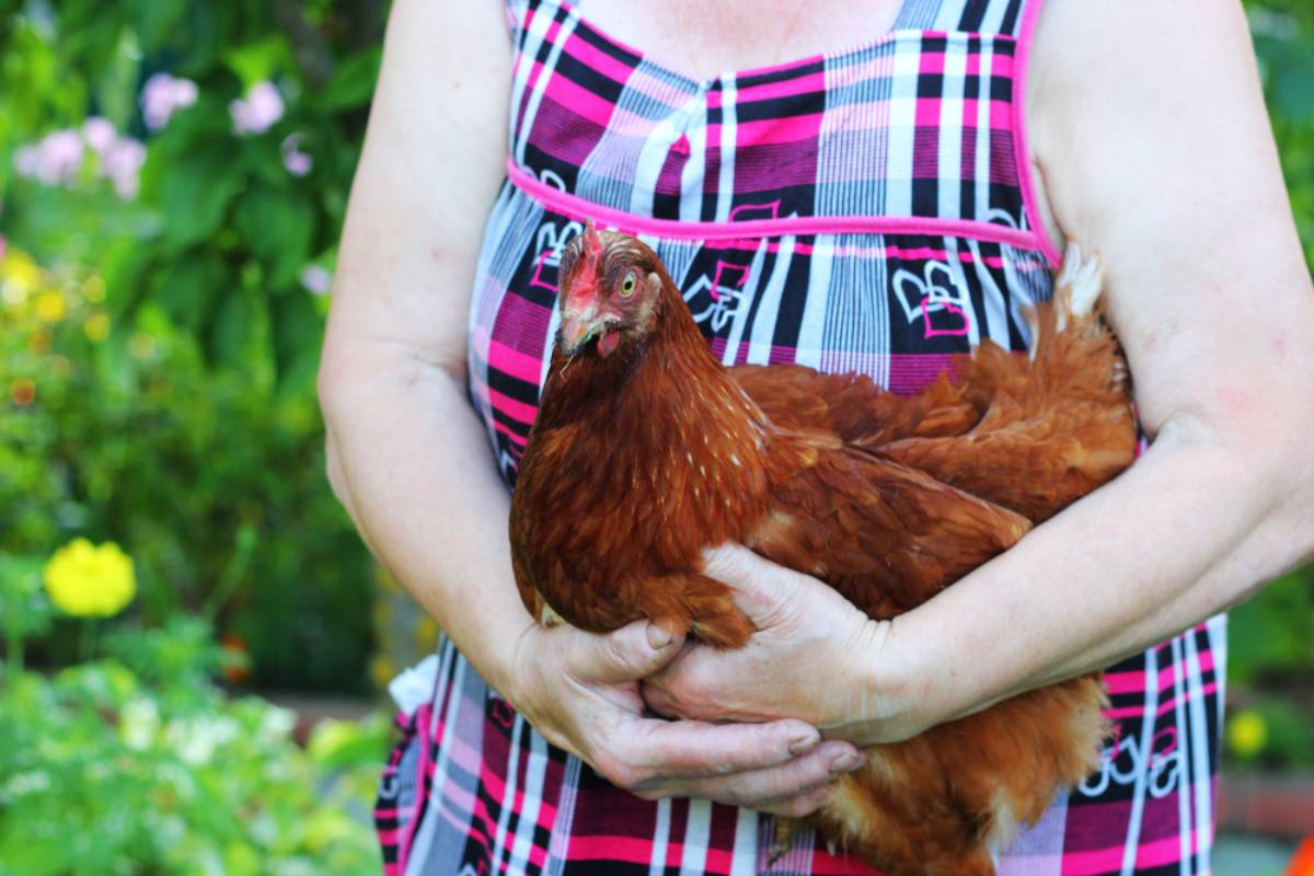 Homeowner Wants to Raise Chickens to Fight a Tick Invasion Around His Fruit Trees, Then Discovers Why Letting Them Roam Freely Could Turn His Garden Into a Disaster
