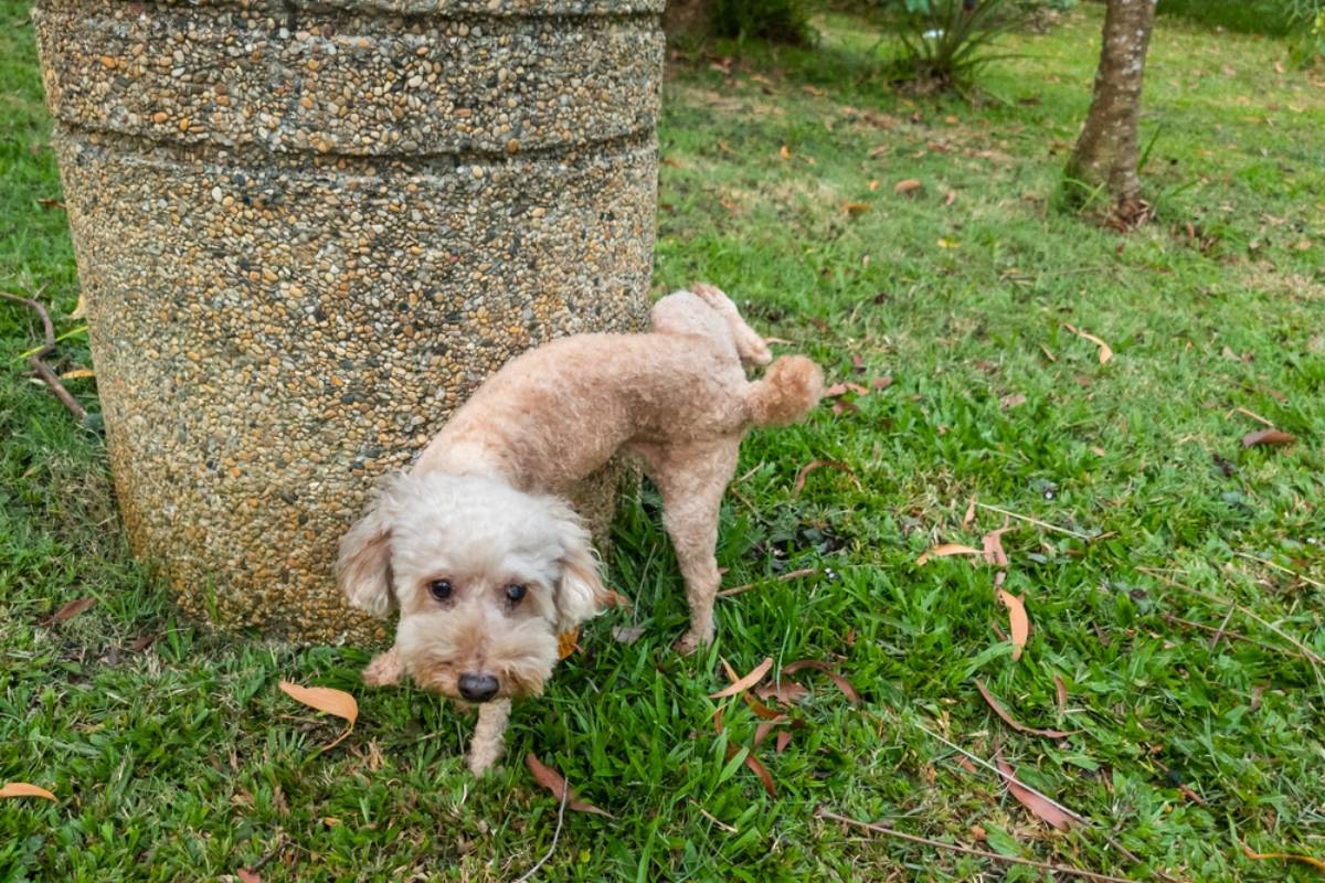 Homeowner Watched Her Shared Garden Turn Brown After a Neighbor's New Dog Took Over the Grass, Until One Email Finally Changed Everything