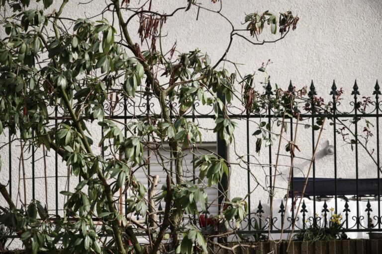 Homeowners Built Two Fences Around a Failing Tree, Then Discovered Neither Side Wanted to Claim What Was Growing Between Them