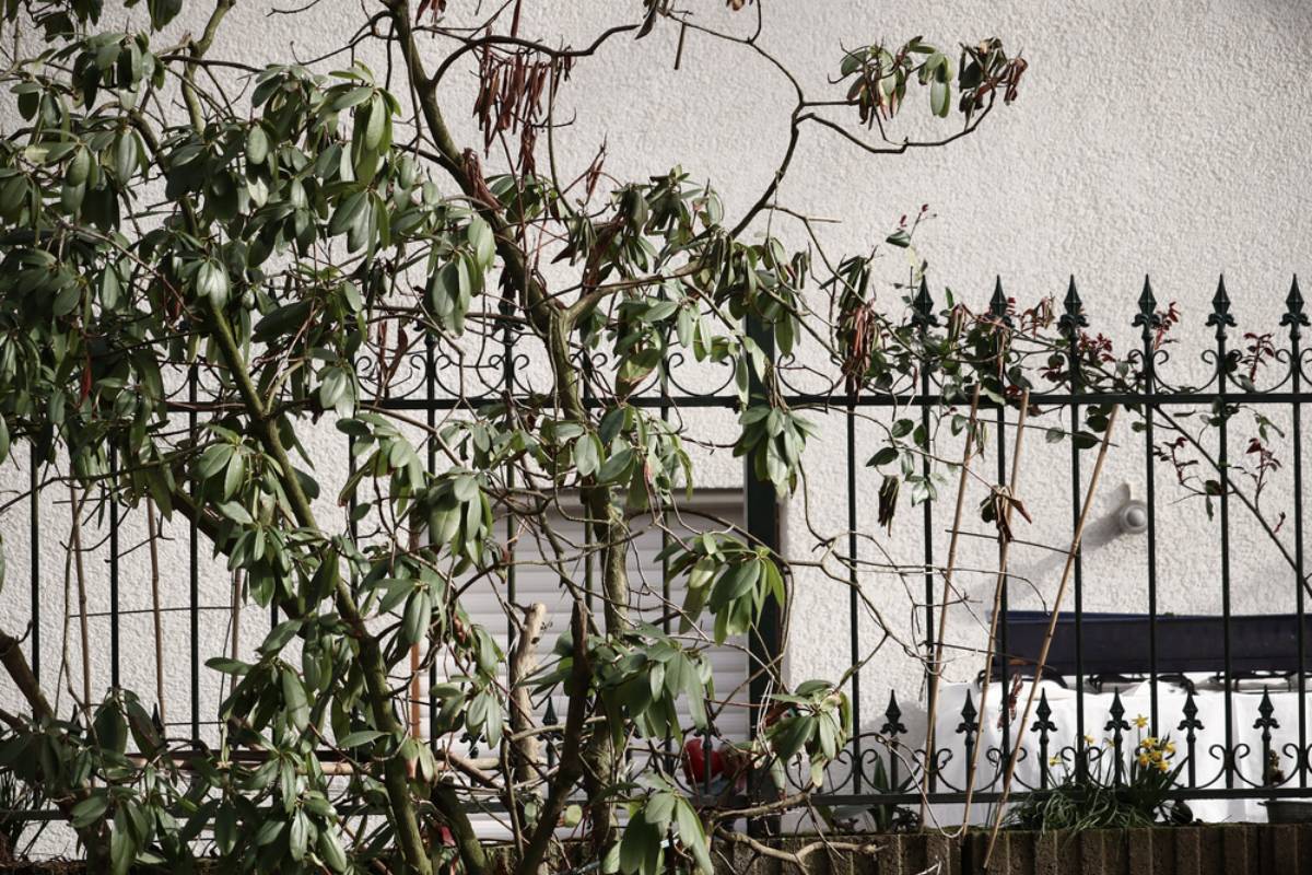 Homeowners Built Two Fences Around a Failing Tree, Then Discovered Neither Side Wanted to Claim What Was Growing Between Them