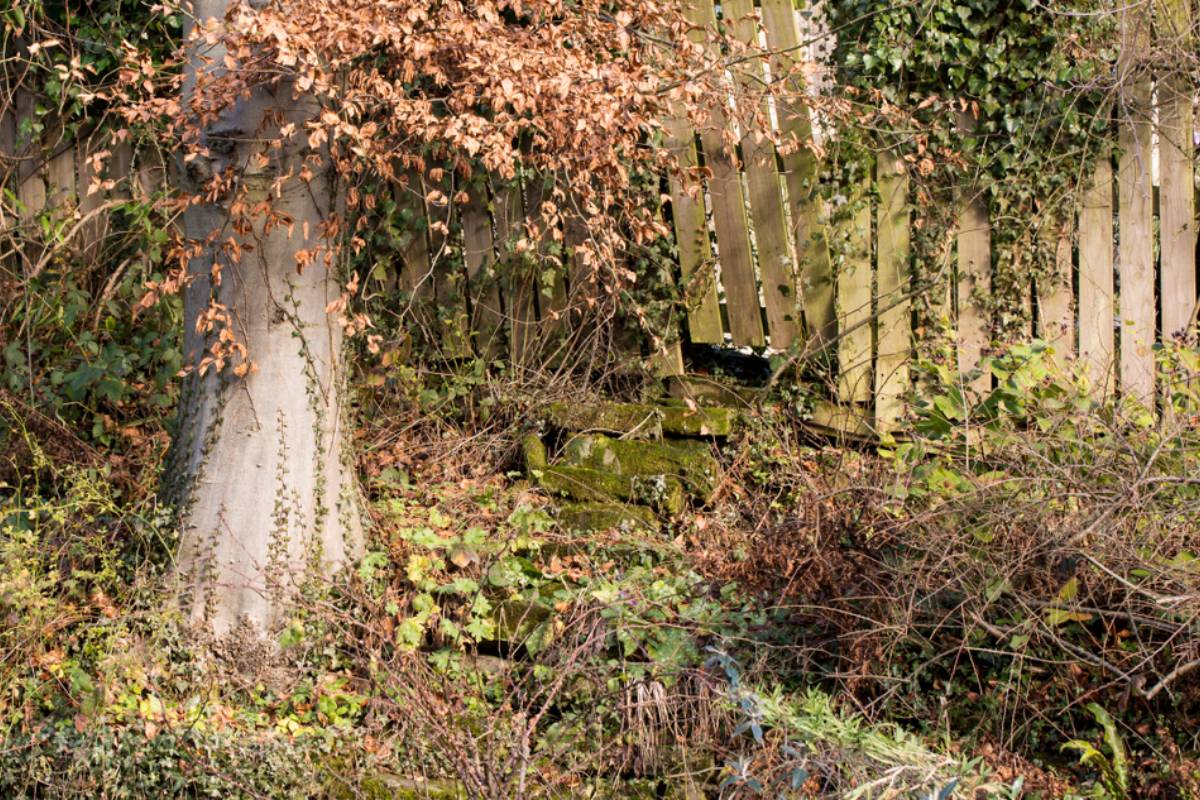 Homeowners Let Wild Trees Grow Along Their Neighbor’s Fence for Privacy, Then the Neighbor Demanded They Cut Them Down After Years of Enjoying the Green Barrier