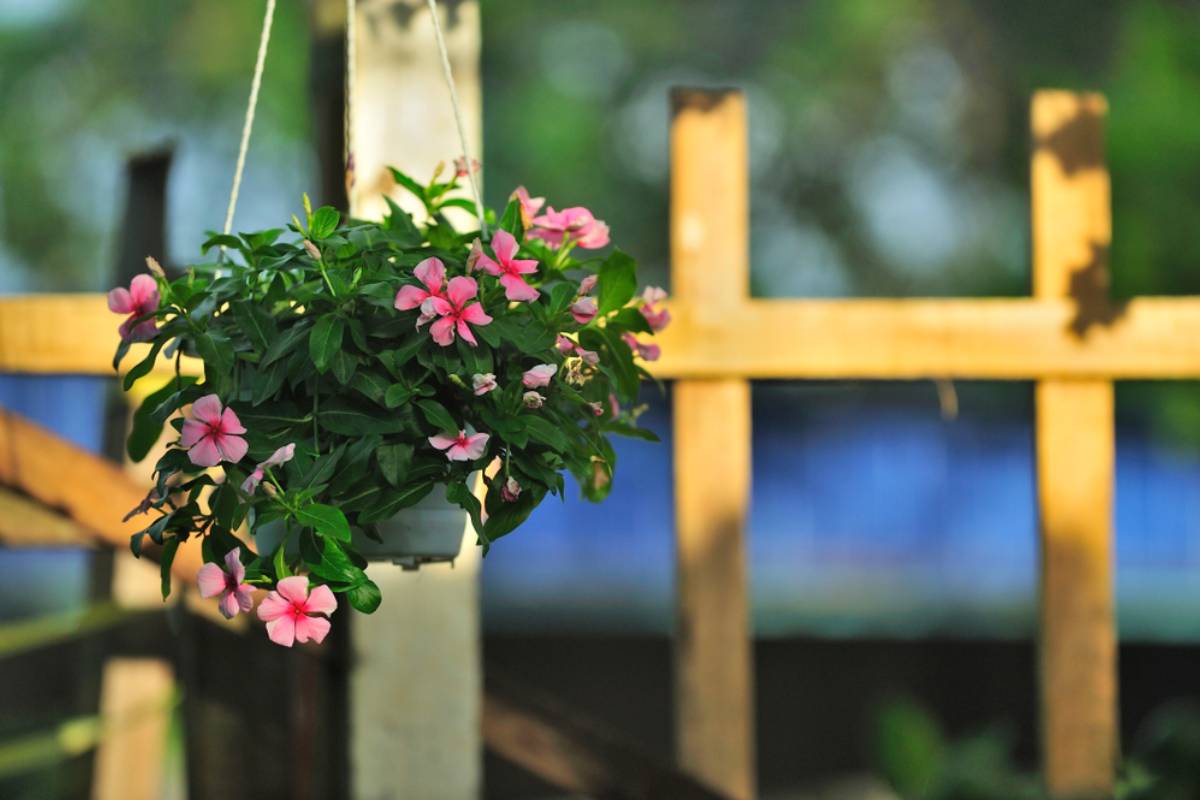 Homeowners Say Their Neighbor Hung a Flower Pot Over Their Property Line After Months of Conflict, Then Threatened Them When They Took It Down and Watched the Entire Street Turn Against Them