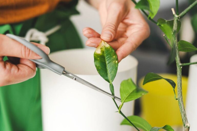 Houseplant Collector Says Friends Kept Asking for Free Cuttings, Then Returned With Dying Plants and Expected Her to Save Them