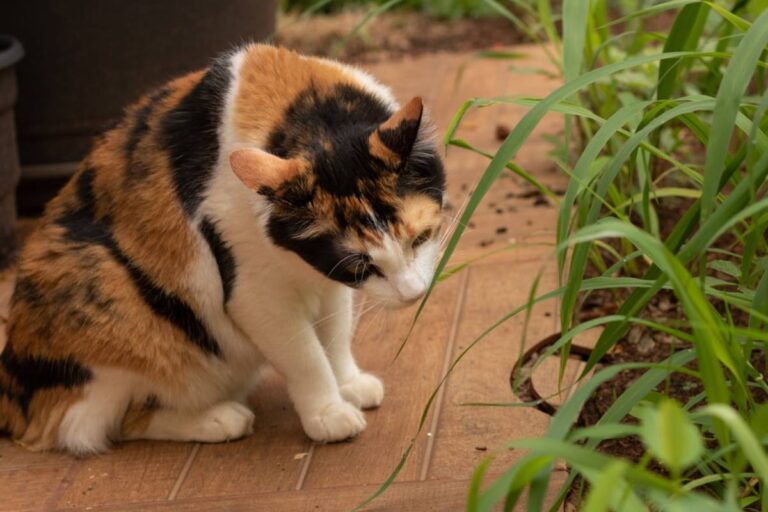 She Built a Peaceful Backyard Garden for Her Cats, Then Her Neighbor’s Loose Dogs Turned It Into a Daily Battleground