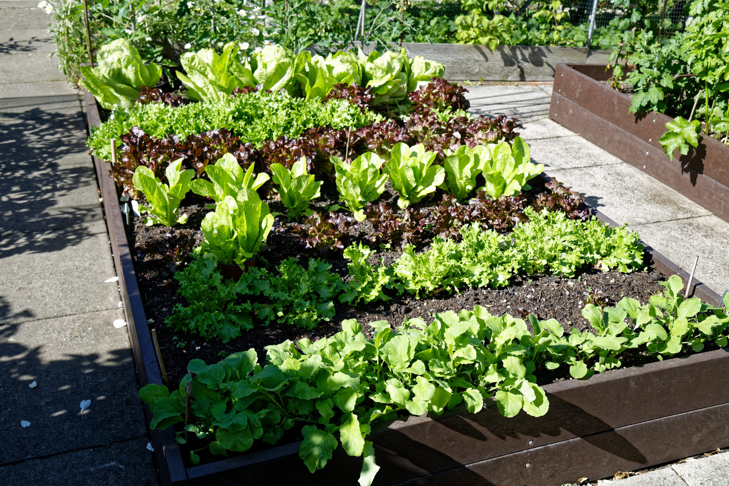 A raised vegetable bed planted with leafy crops in a home garden