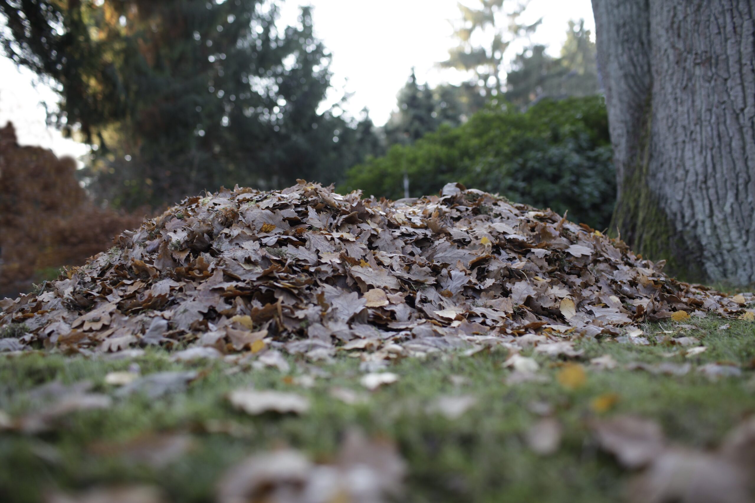 A pile of fallen autumn leaves
