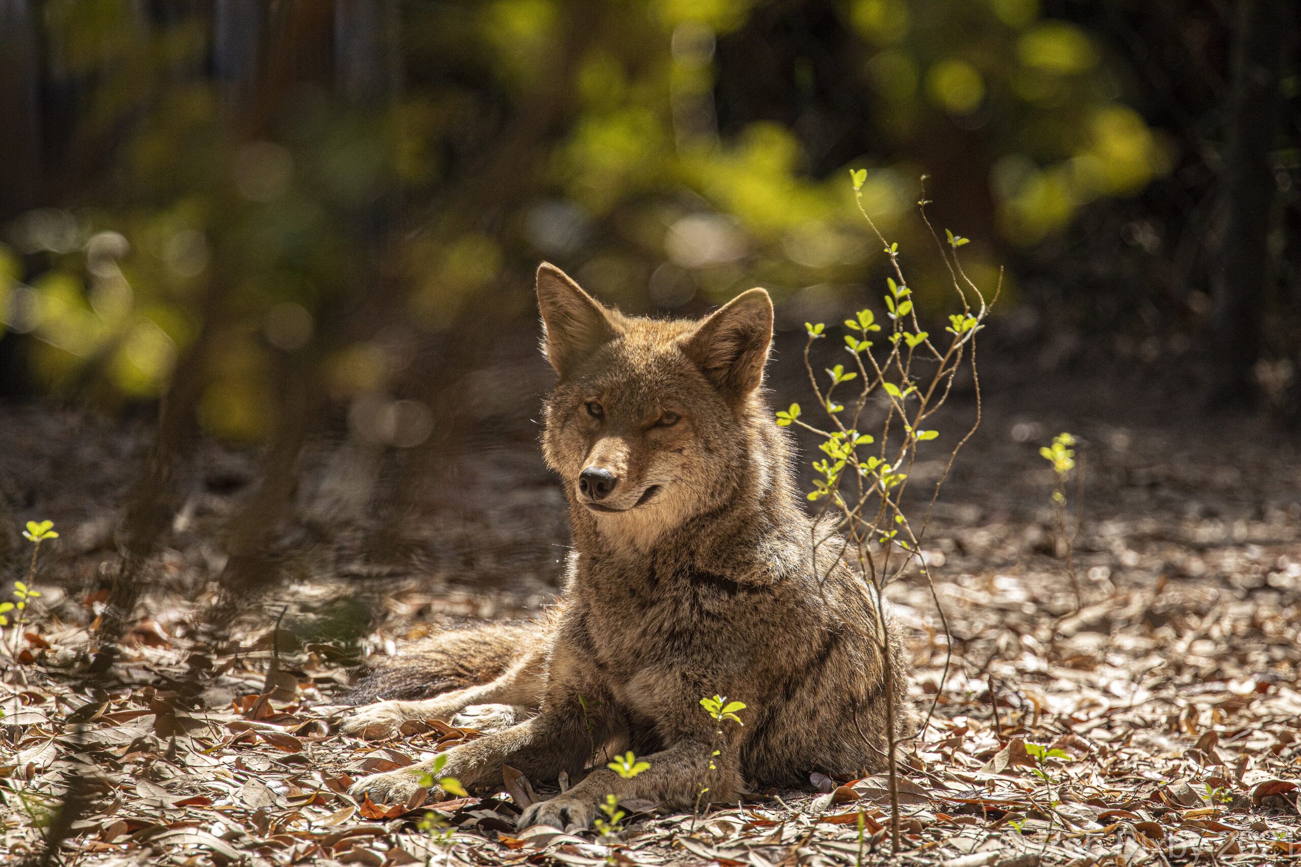 A coyote standing in grass