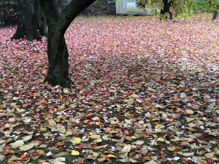 Fallen red maple and magnolia leaves scattered across a residential lawn in autumn