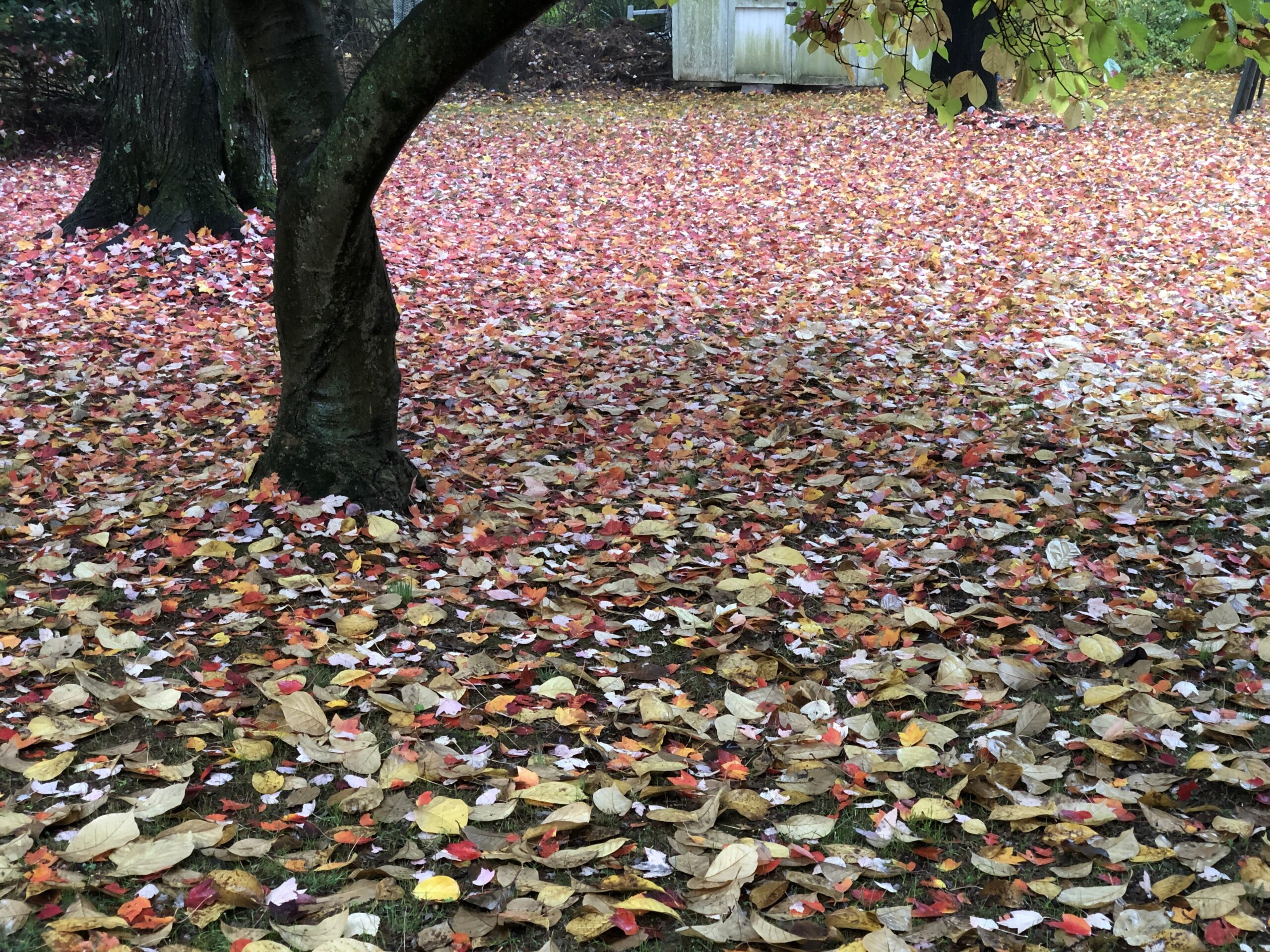 Fallen red maple and magnolia leaves scattered across a residential lawn in autumn