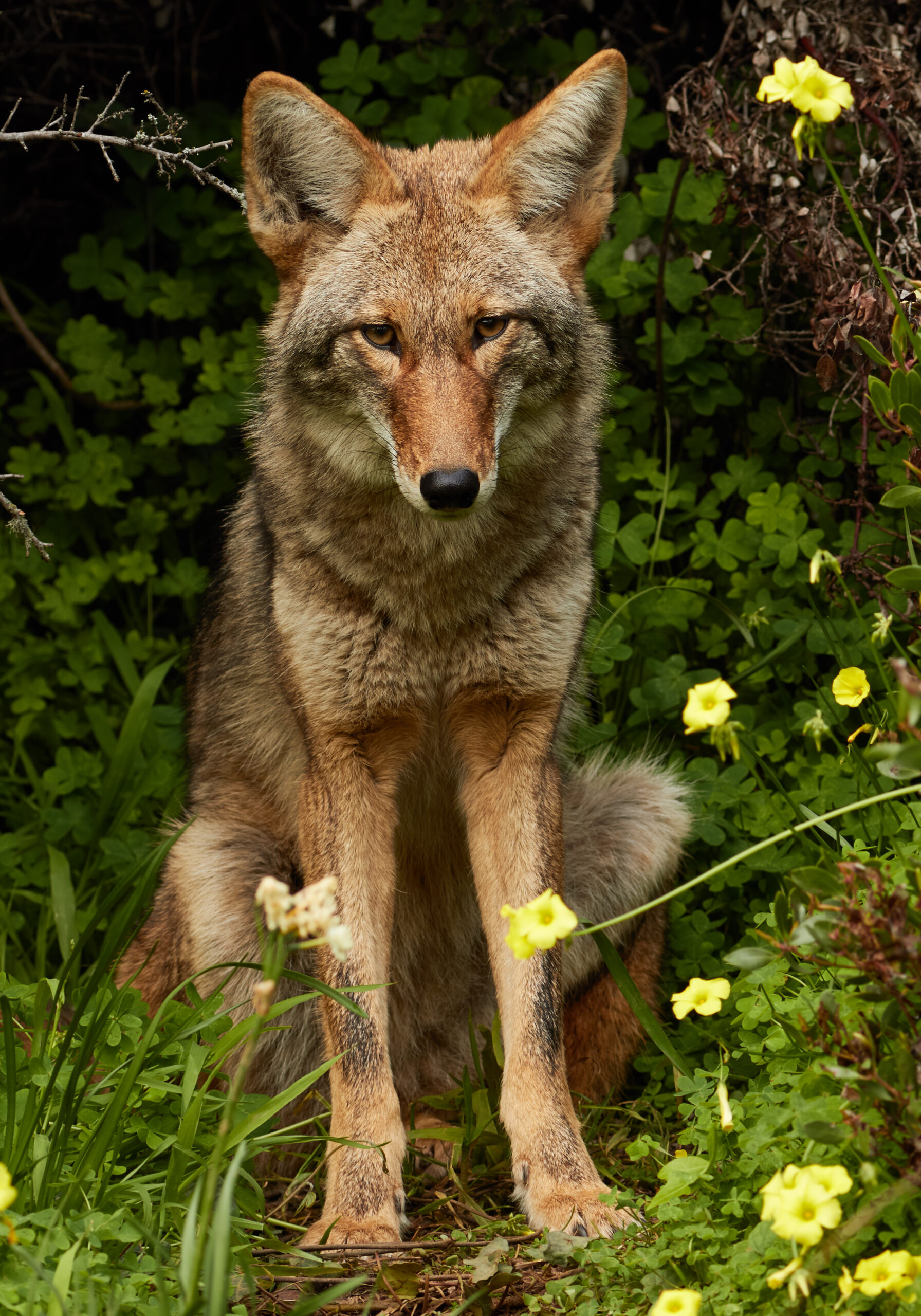 A coyote standing on a grassy urban hillside in San Francisco