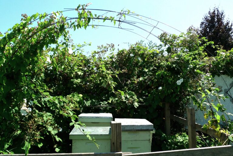 Wooden beehive boxes standing among plants in a community garden