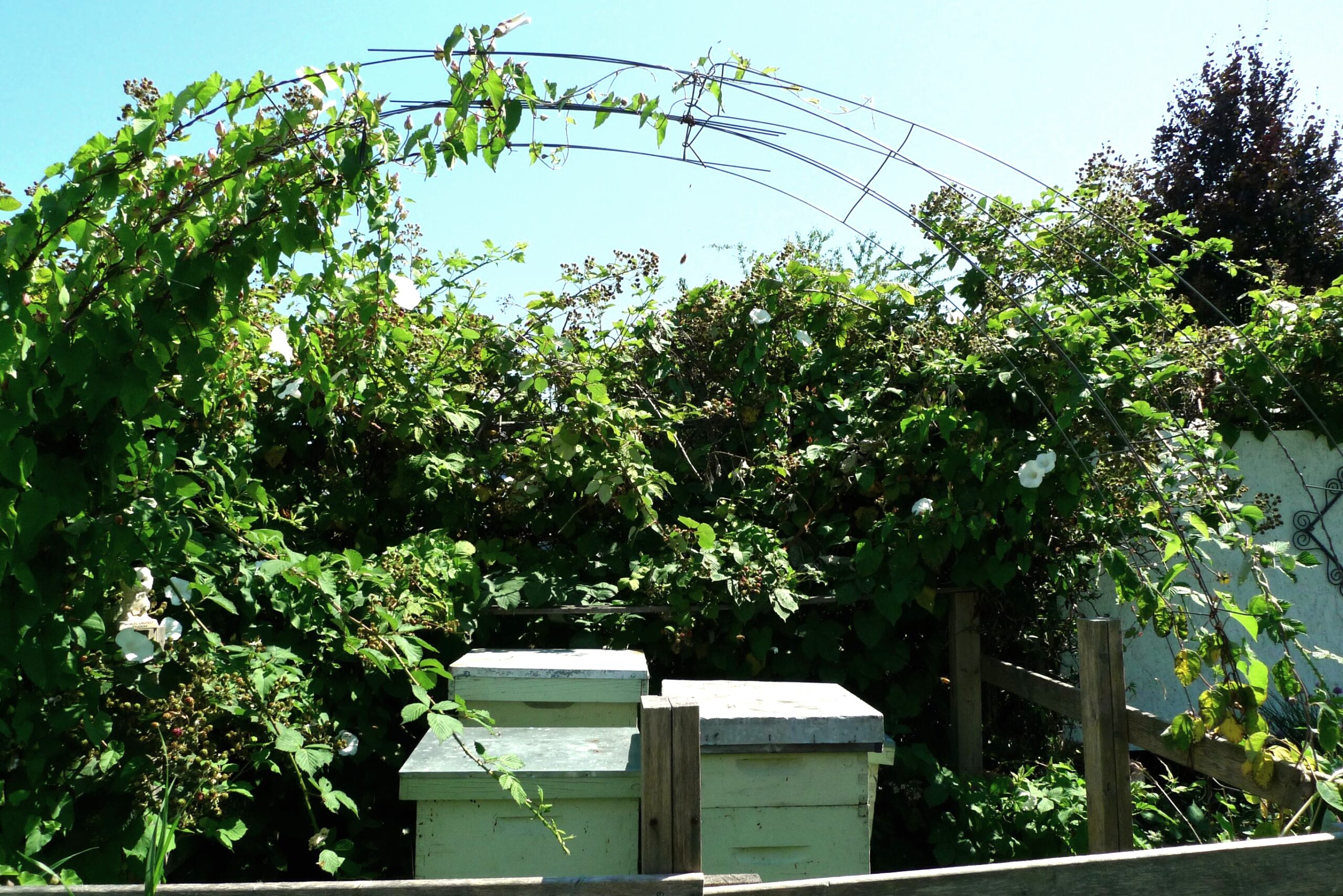 Wooden beehive boxes standing among plants in a community garden
