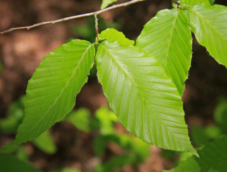 Close-up of American beech (Fagus grandifolia) leaves on a branch