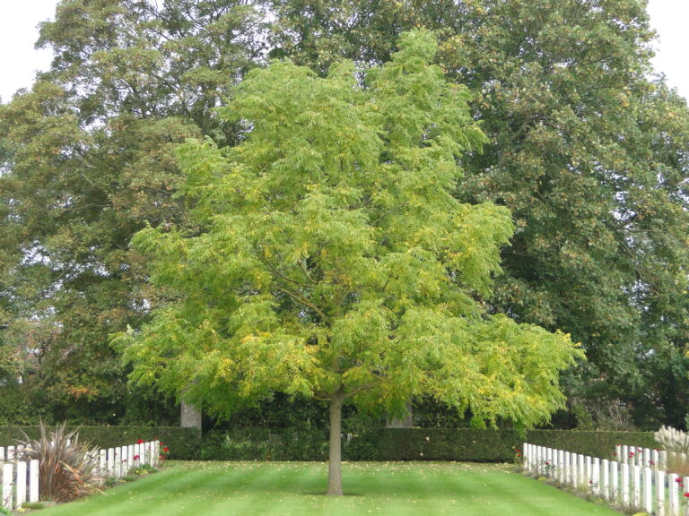 A mature black walnut tree with a broad green canopy