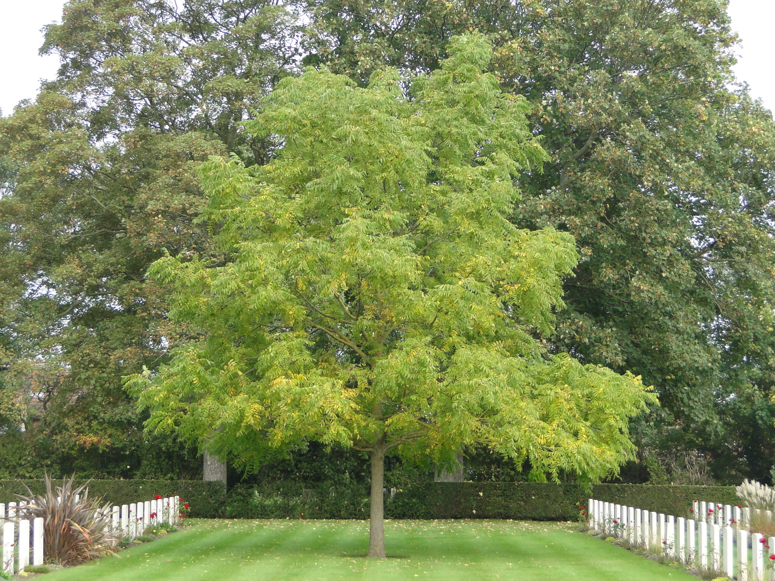 A mature black walnut tree with a broad green canopy