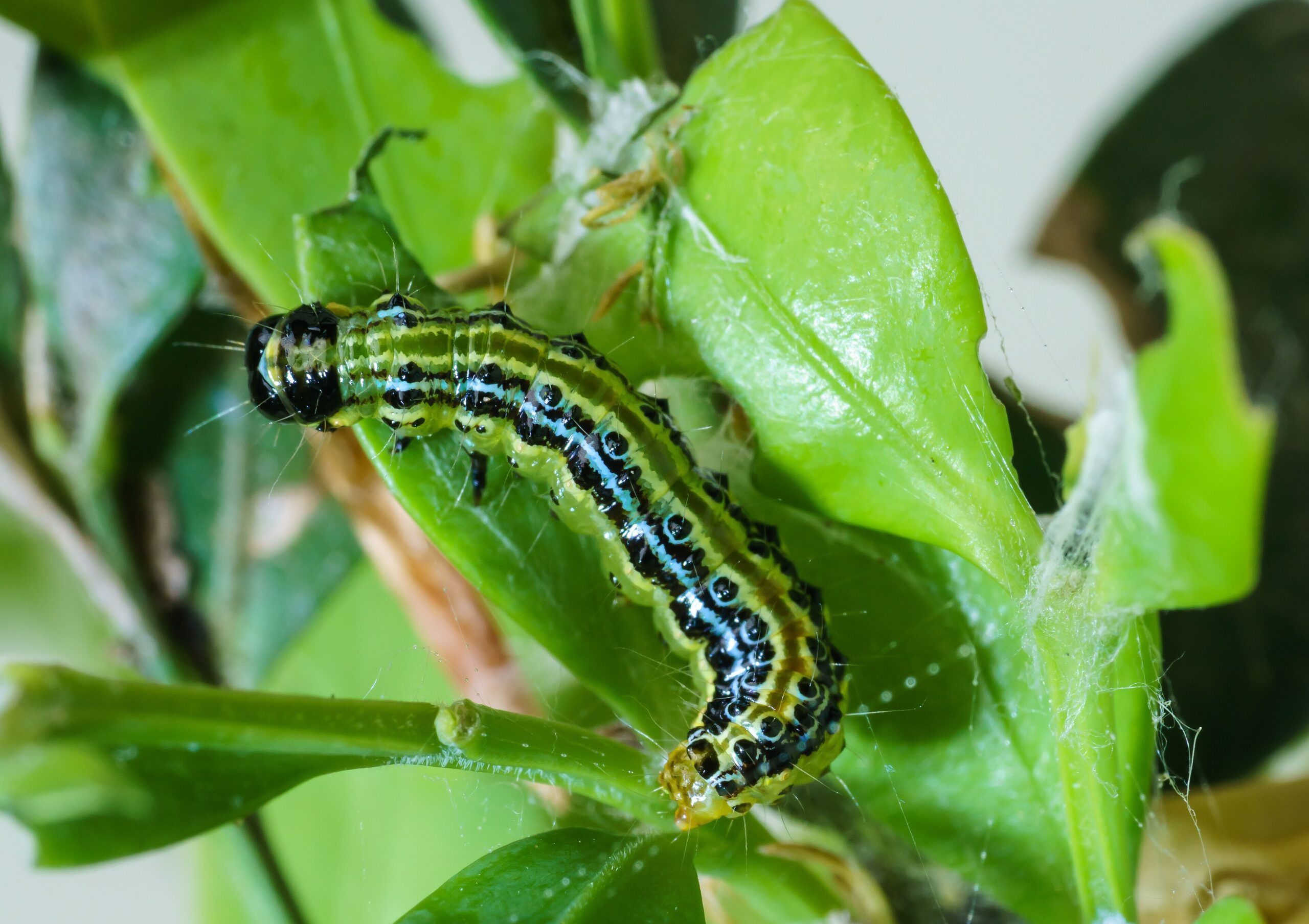 A green and black striped box tree moth caterpillar on boxwood leaves