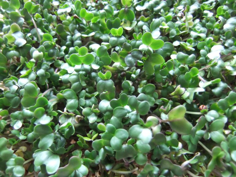 Young green broccoli sprouts with small leaves growing densely together
