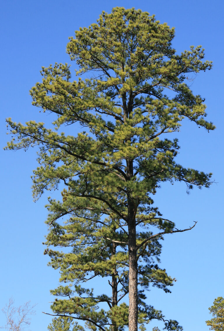 A tall loblolly pine with a large crown, a pine species common across North Carolina