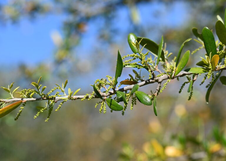 A mature live oak tree (Quercus virginiana) with spreading branches