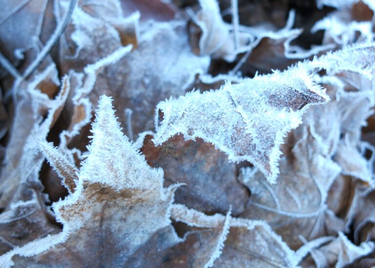 Frost crystals coating the tips of green garden leaves