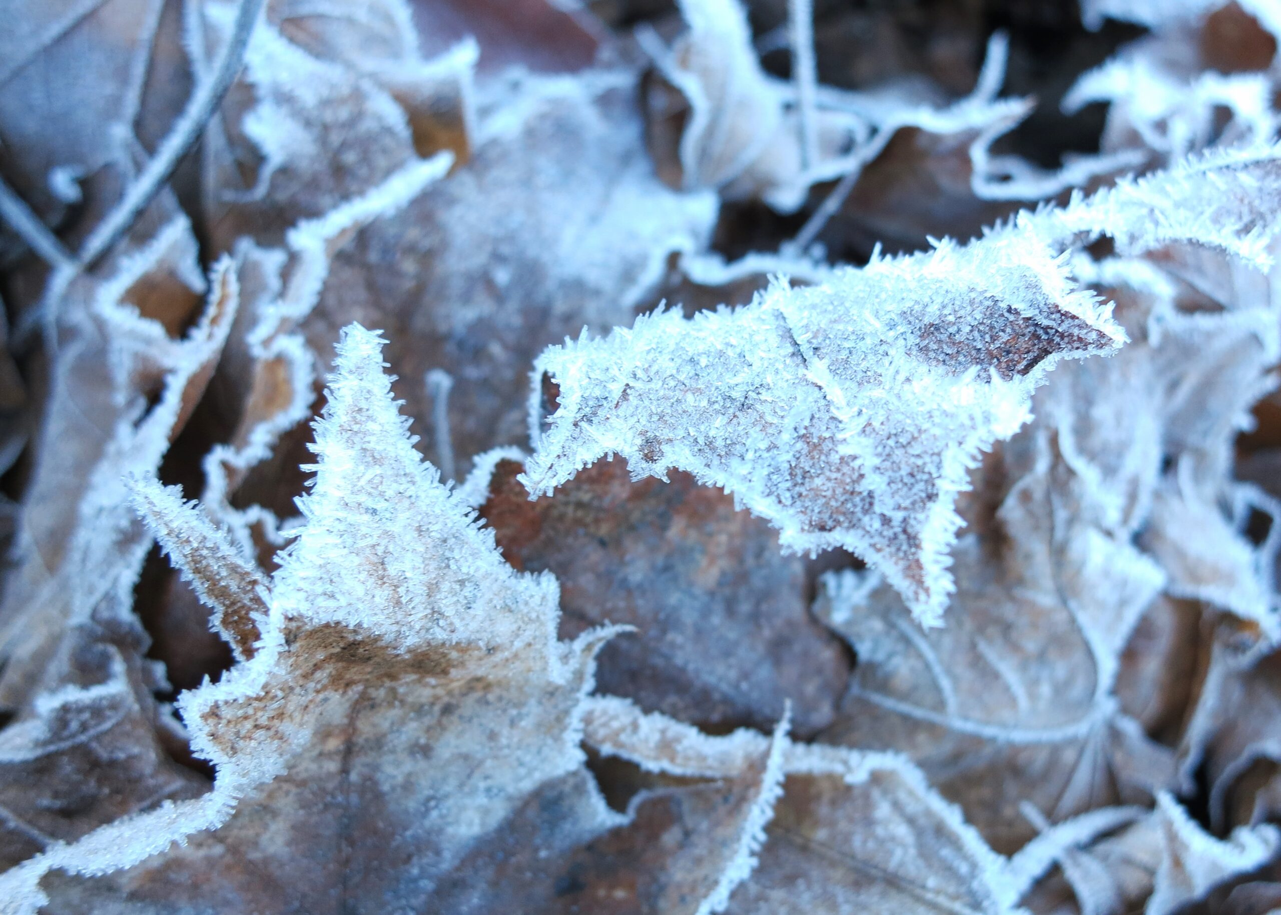 Frost crystals coating the tips of green garden leaves