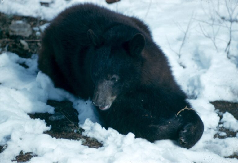 An American black bear lying in snow