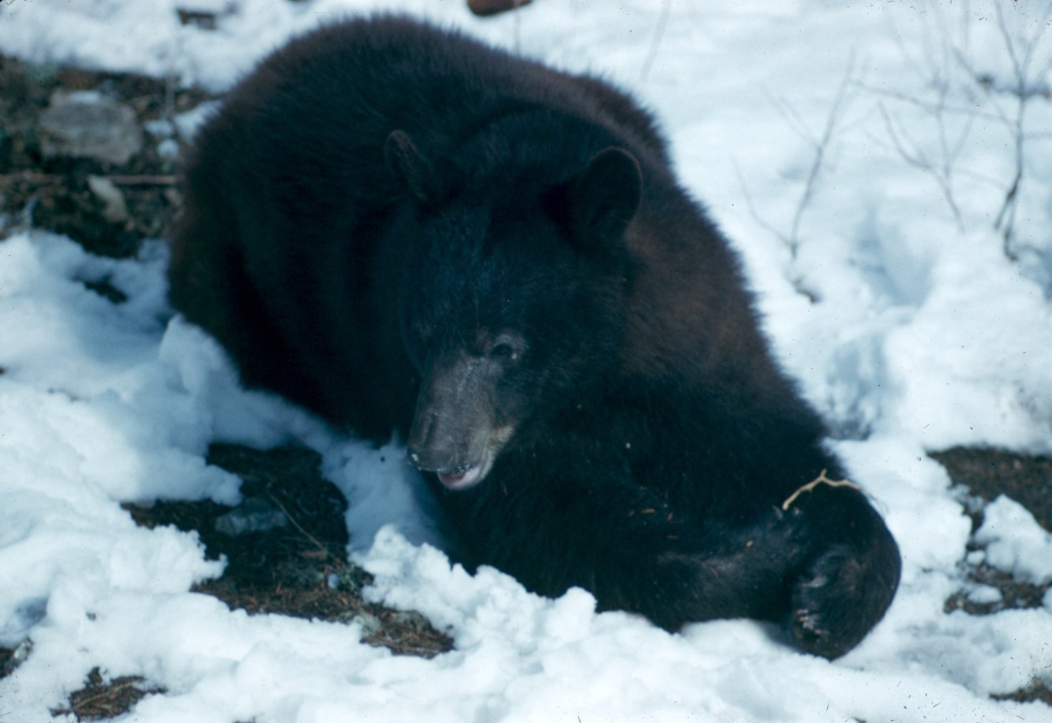 An American black bear lying in snow