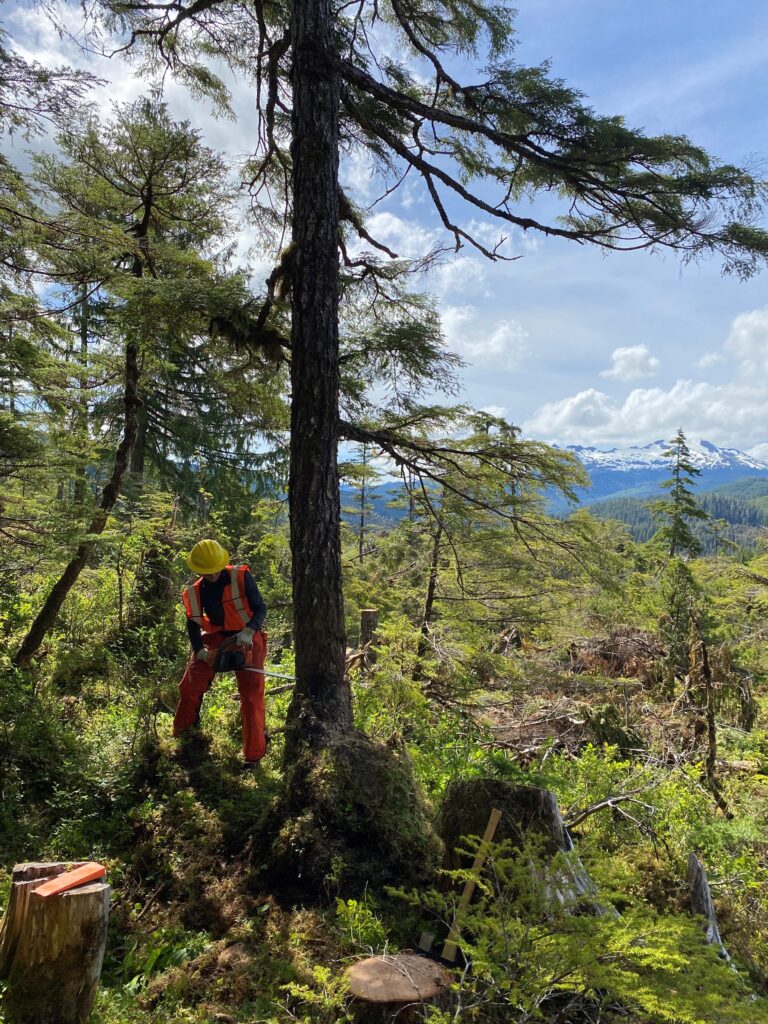 A person in a hard hat and safety gear using a chainsaw during a U.S. Forest Service training