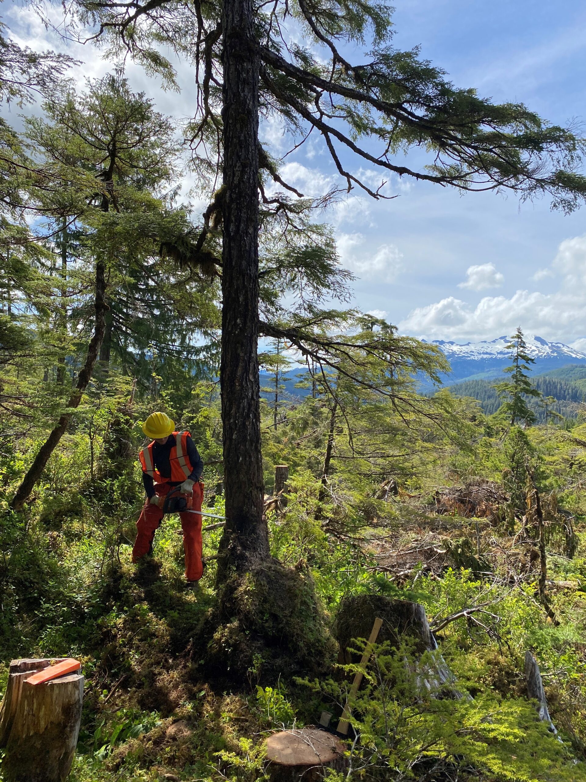 A person in a hard hat and safety gear using a chainsaw during a U.S. Forest Service training
