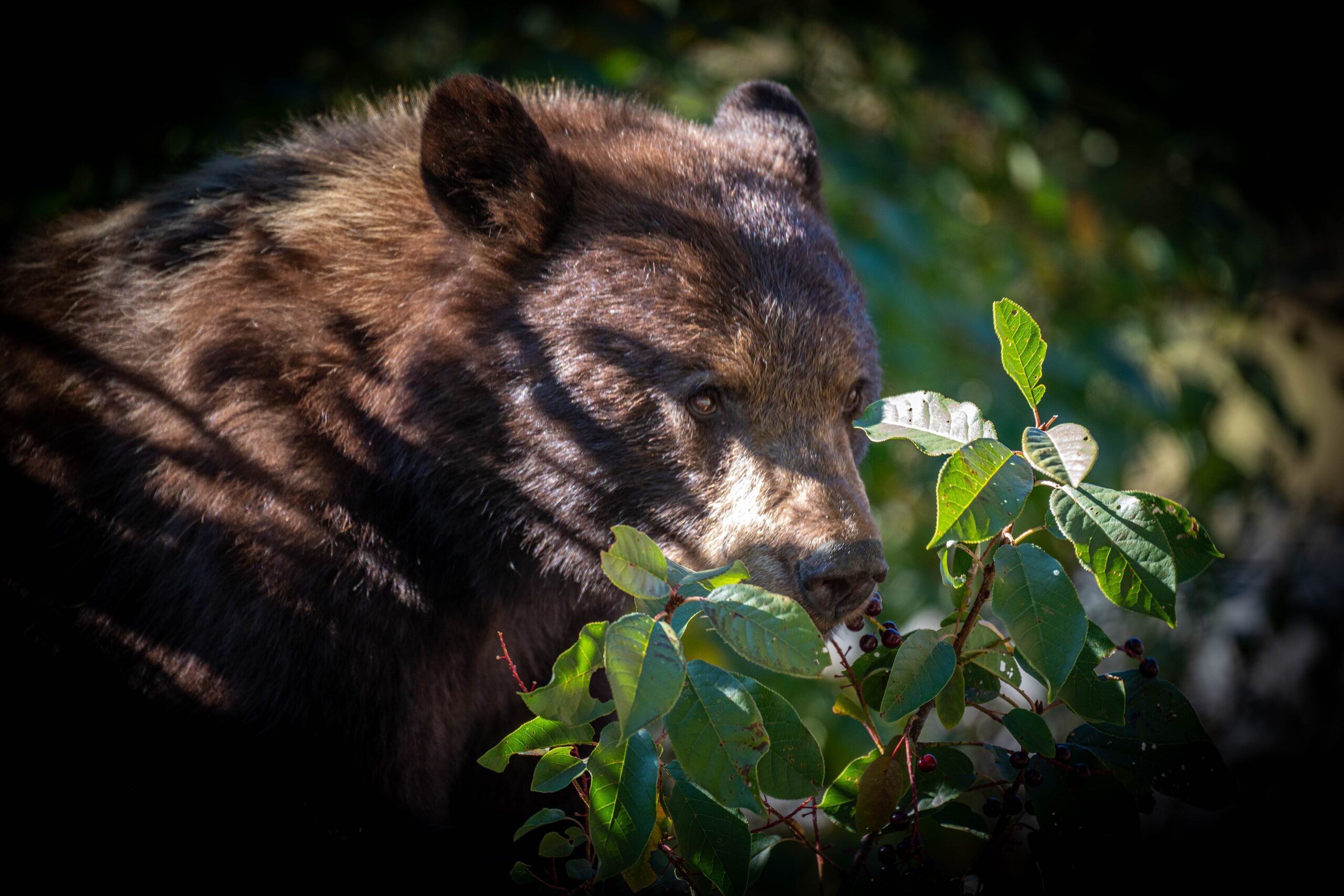 A black bear eating berries from a shrub