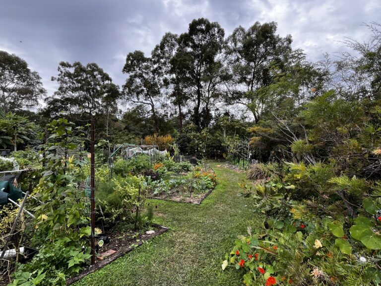 Rented vegetable plots in a fenced community garden