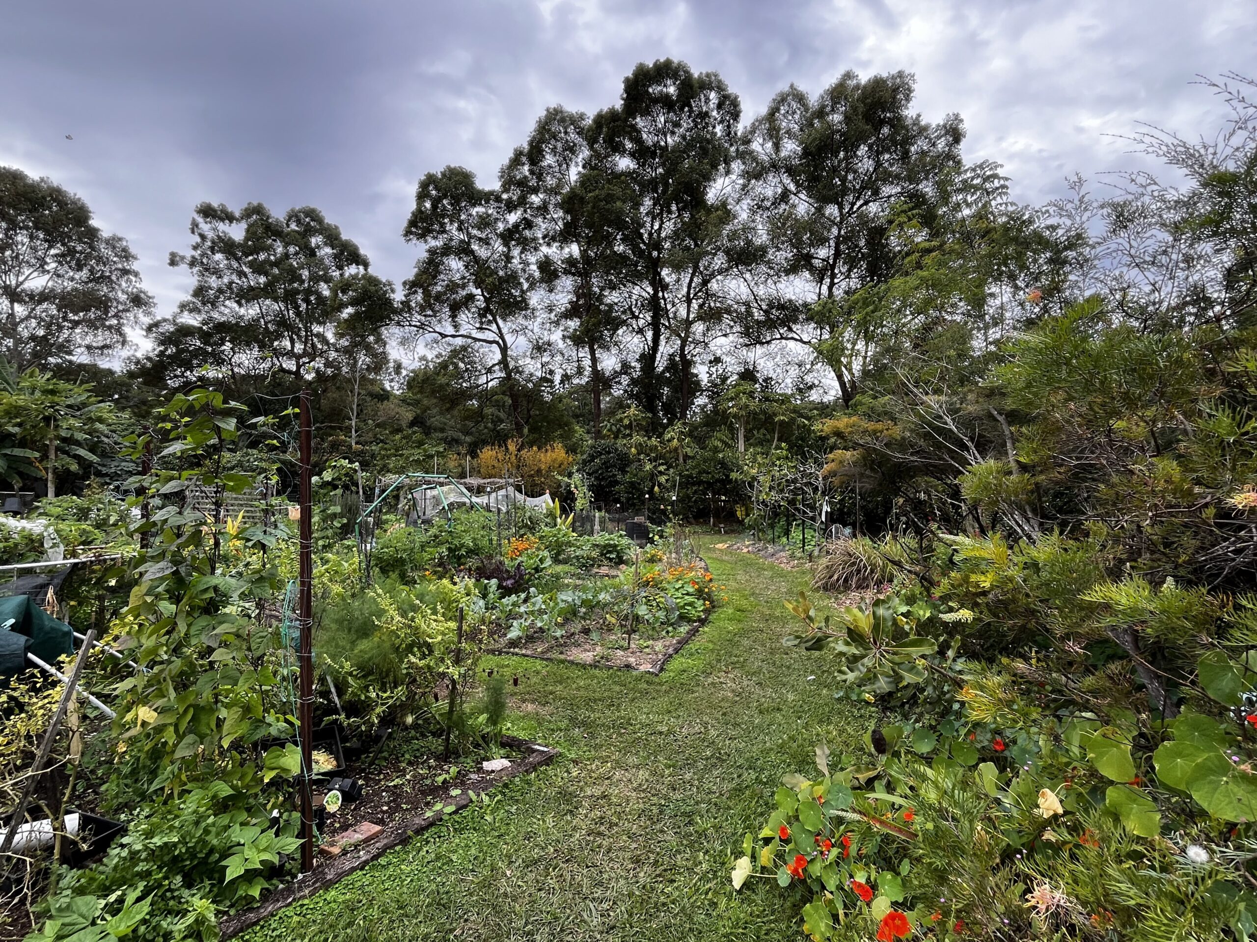 Rented vegetable plots in a fenced community garden