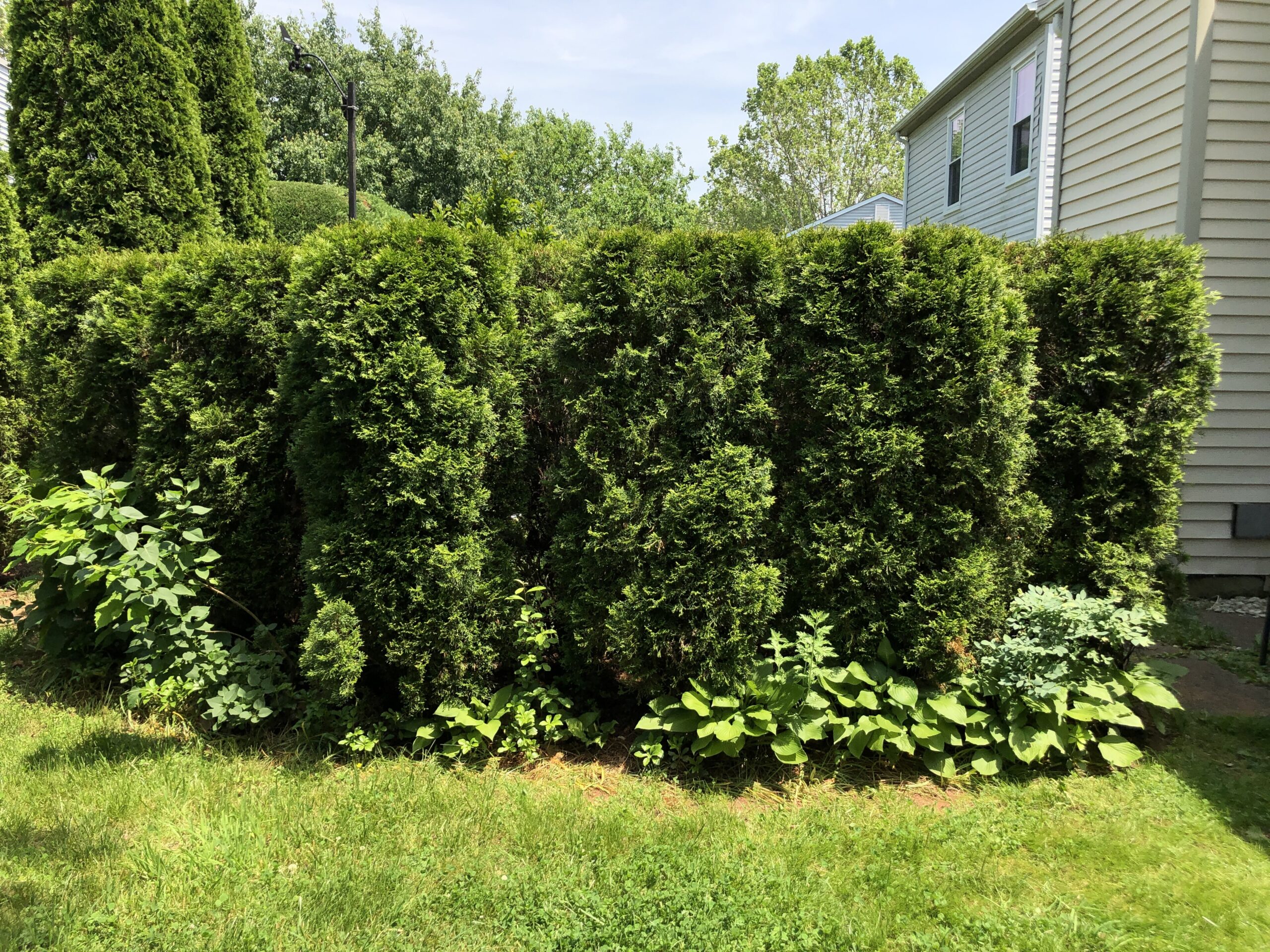 A tall row of emerald green arborvitae planted as a hedge along a residential street