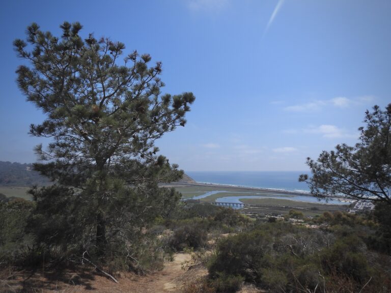 A Torrey pine tree with a broad, windswept crown on a coastal bluff