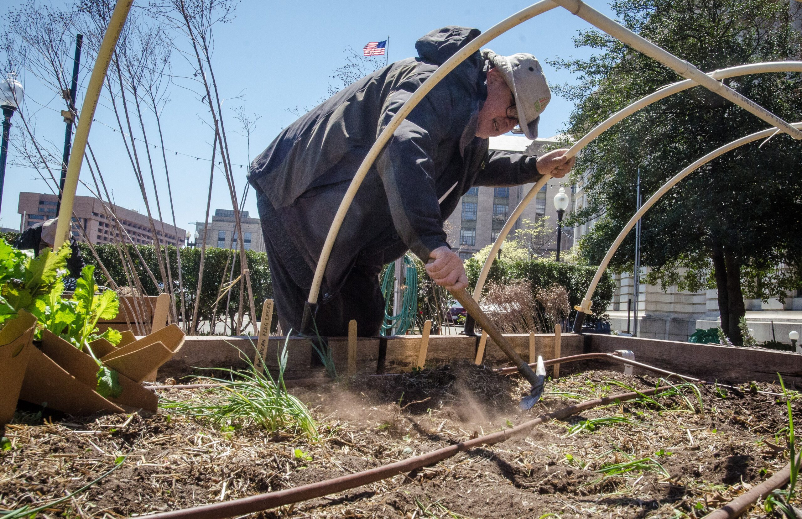 Gardeners planting vegetable seedlings in raised garden beds