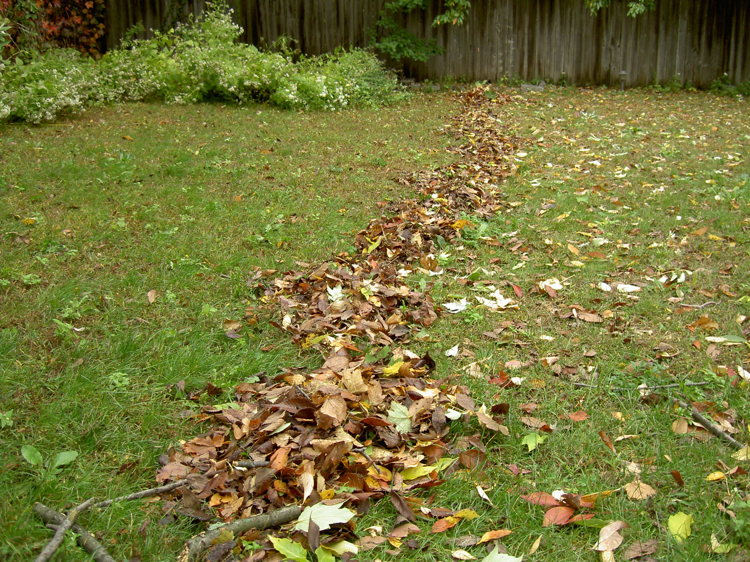 Fallen autumn leaves gathered into a pile in a garden