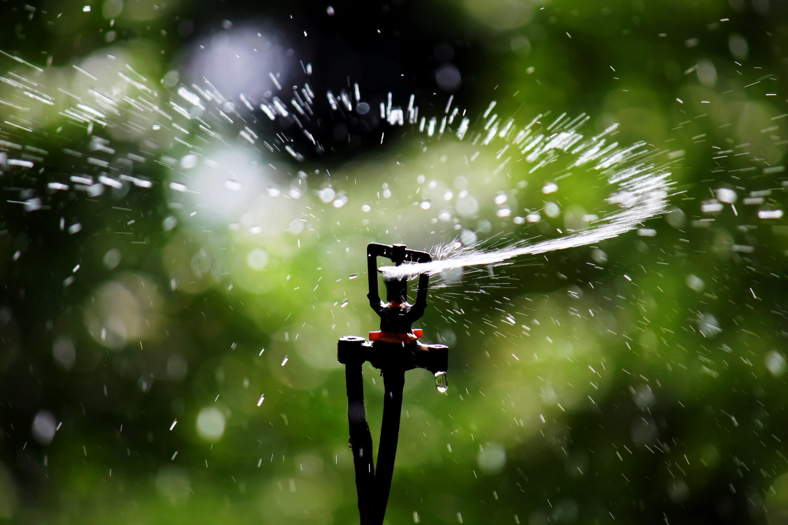 A lawn sprinkler head spraying water over green grass
